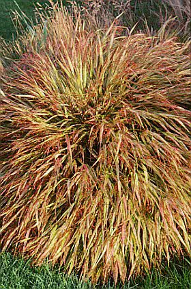Hakonechloa macra 'Aureola'
