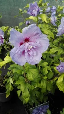 Hibiscus syriacus 'Blue Chiffon'