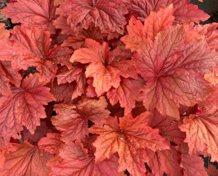 Heuchera 'Bloody Dinosaur'
