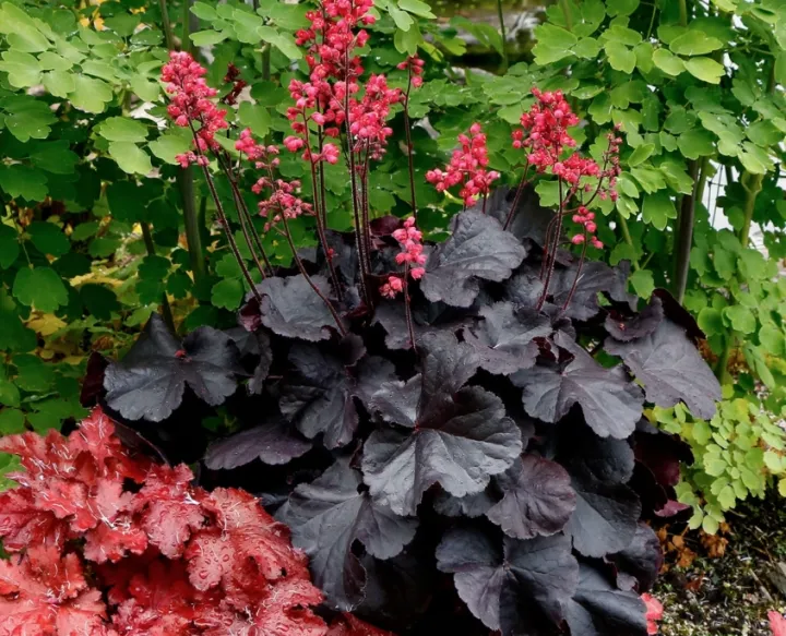 Heuchera 'Black Forest Cake'