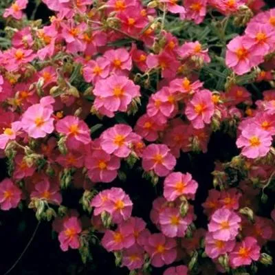 Helianthemum 'Ben Hope'