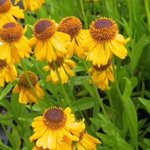 Helenium 'The Bishop'