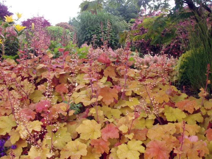 Heuchera 'Caramel'  ®