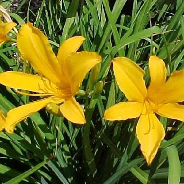 Hemerocallis citrina