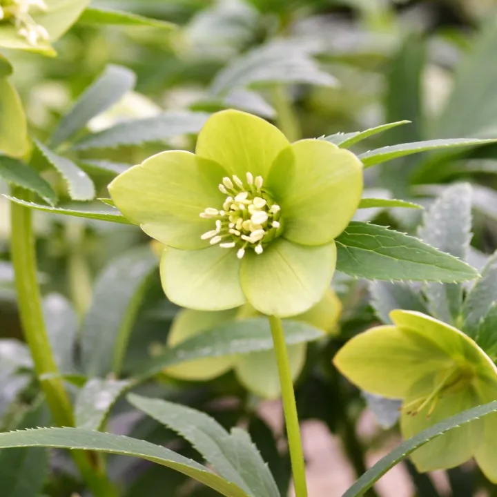 Helleborus dumetorum