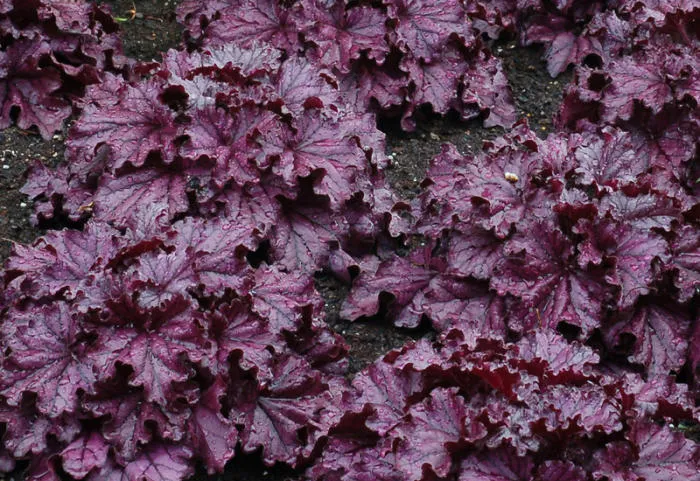 Heuchera 'Forever Purple' ®