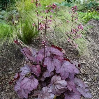 Heuchera 'Gojiberry'