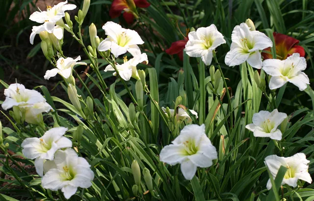 Hemerocallis 'Gentle Shepherd'