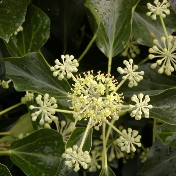 Hedera helix 'Arborescens'