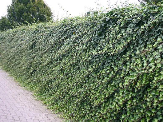 Hedera helix 'Hibernica'