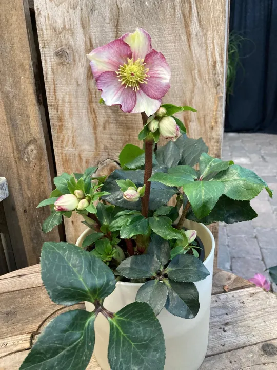 Helleborus 'Ice N' Roses Carlotta'