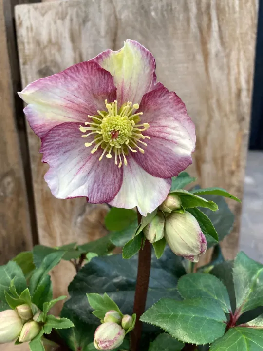 Helleborus 'Ice N' Roses Carlotta'