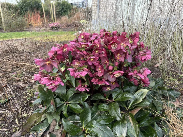 Helleborus 'Ice N' Roses Early Red'