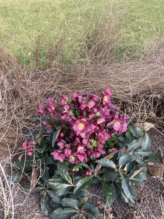 Helleborus 'Ice N' Roses Early Red'