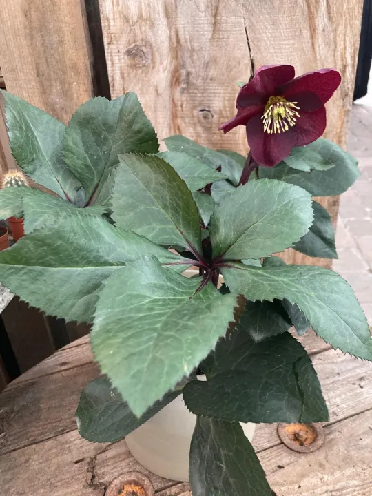 Helleborus 'Ice N' Roses Merlot'
