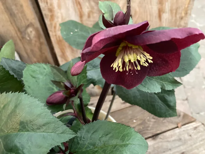 Helleborus 'Ice N' Roses Merlot'