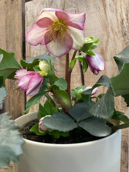 Helleborus 'Ice N' Roses Picotee'