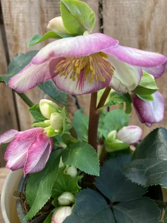 Helleborus 'Ice N' Roses Picotee'