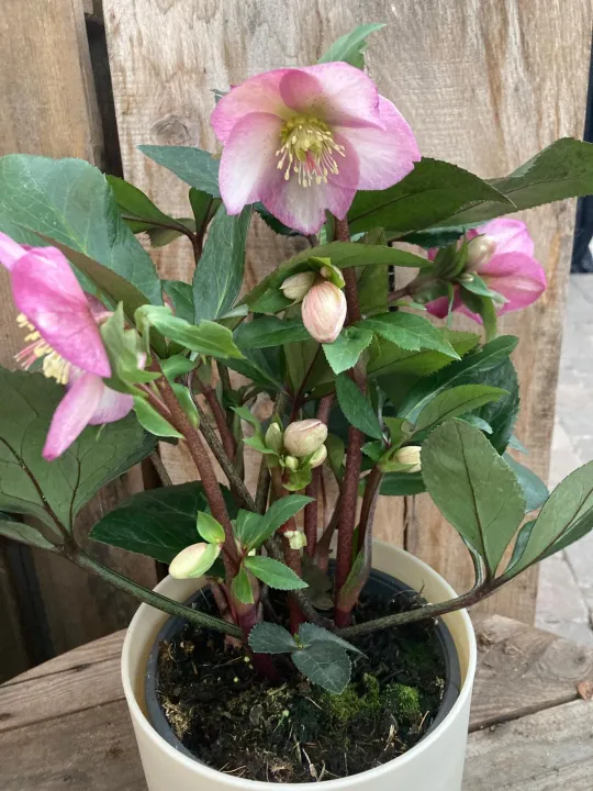Helleborus 'Ice N' Roses Pink Promise'
