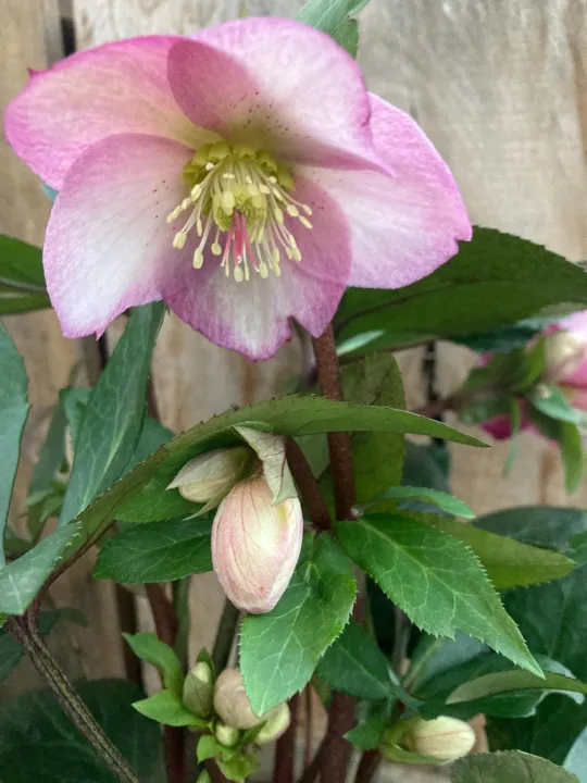 Helleborus 'Ice N' Roses Pink Promise'