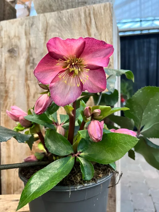 Helleborus 'Ice N' Roses Rose'
