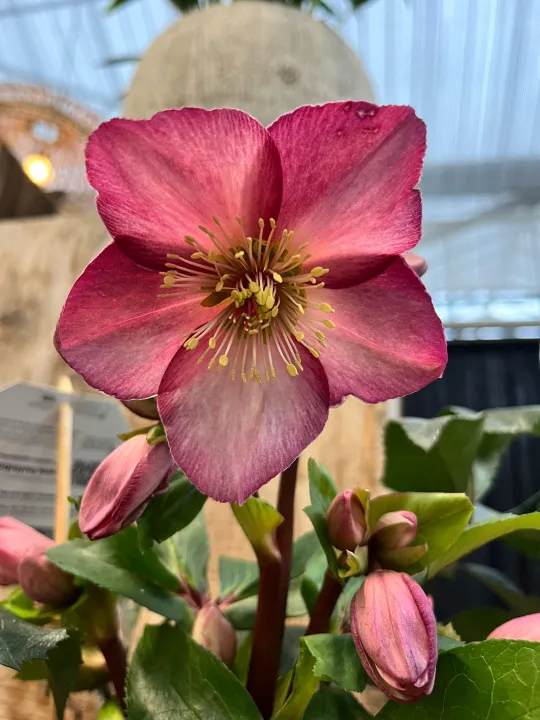 Helleborus 'Ice N' Roses Rose'