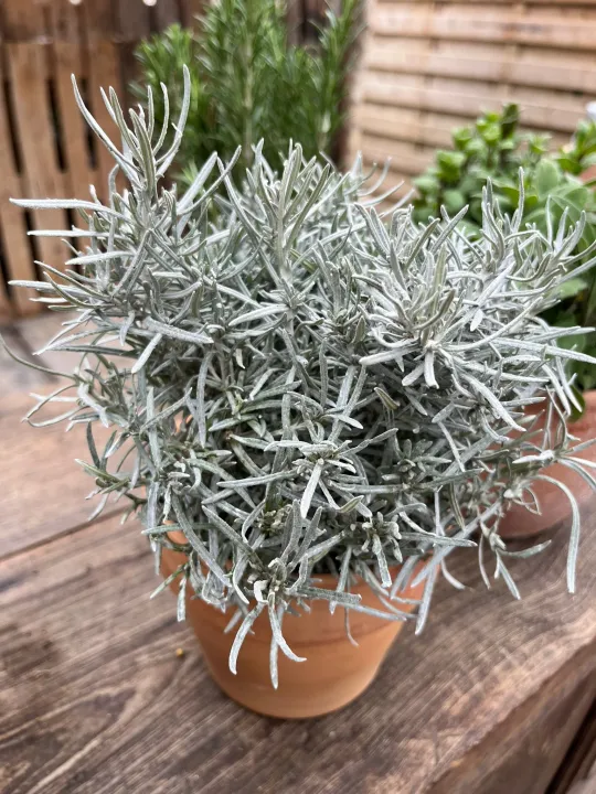 Helichrysum italicum