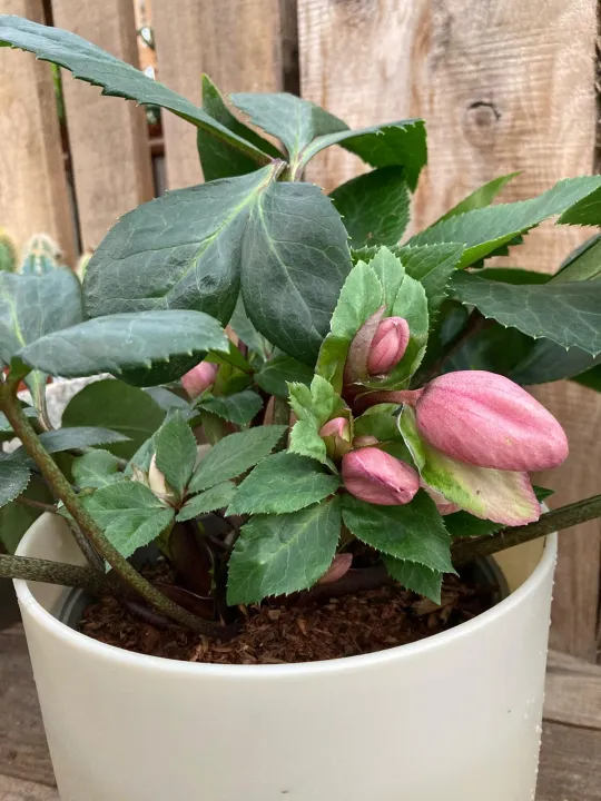 Helleborus SJ 'Julia'