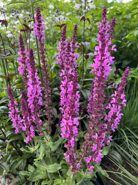 Salvia nemorosa 'Katsjing'®