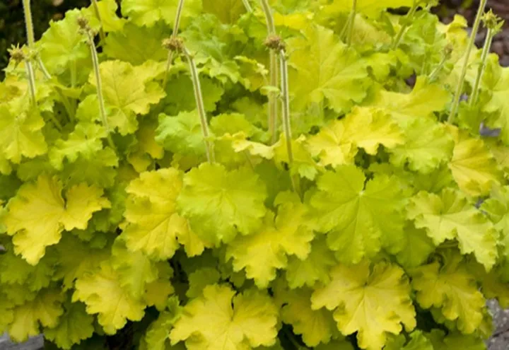 Heuchera 'Lemon Love'