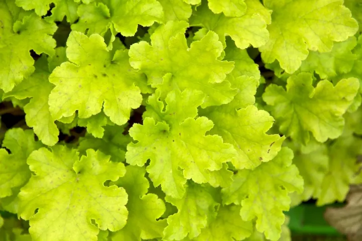 Heuchera 'Lime Marmalade' ®