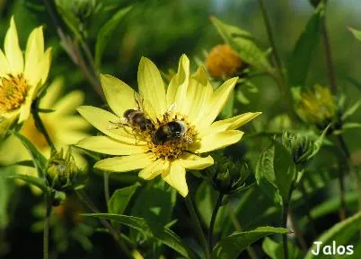 Helianthus 'Lemon Queen'