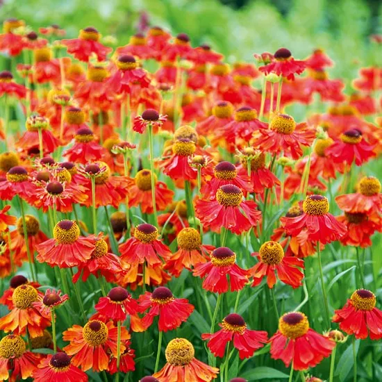 Helenium 'Moerheim Beauty'