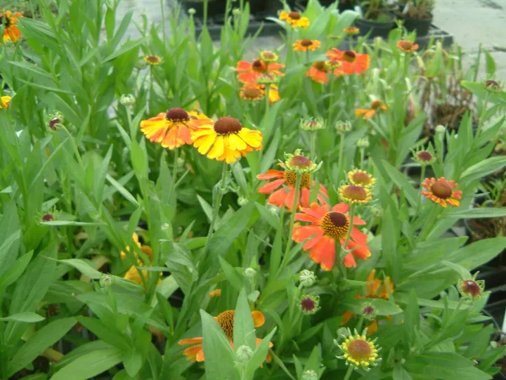 Helenium 'Mardi Gras'