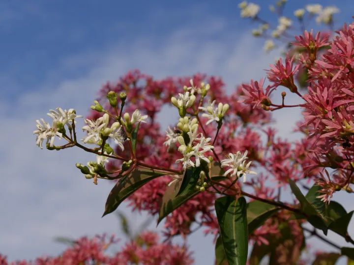 Heptacodium miconioides
