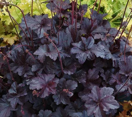 Heuchera 'Obsidian' ®
