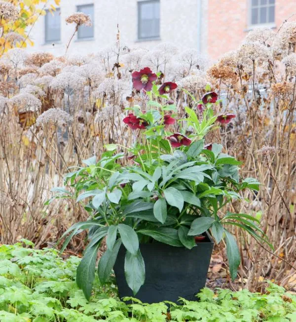 Helleborus or. 'Halina'