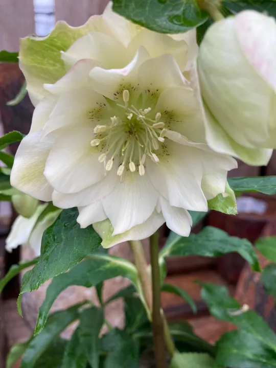 Helleborus or. 'Micaele'