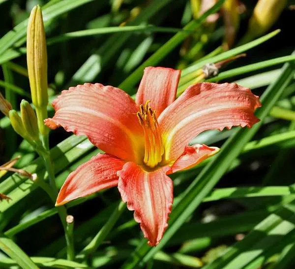 Hemerocallis 'Pink Damask'
