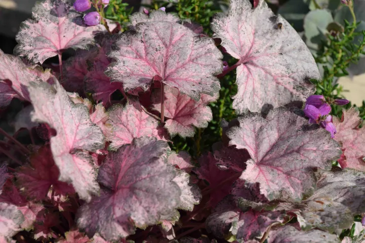 Heuchera 'Pinky Panky'