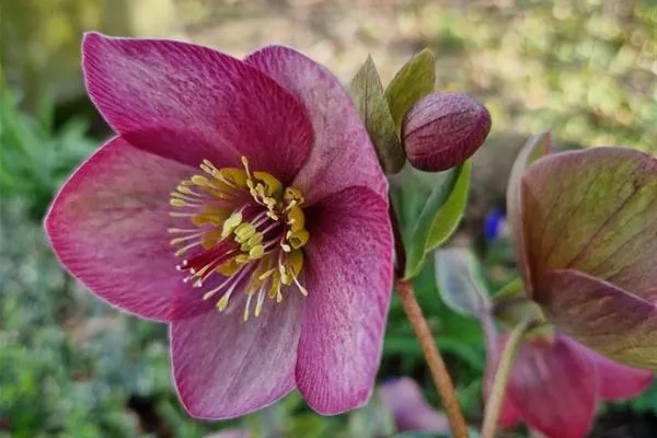 Helleborus SJ 'Rosanna'