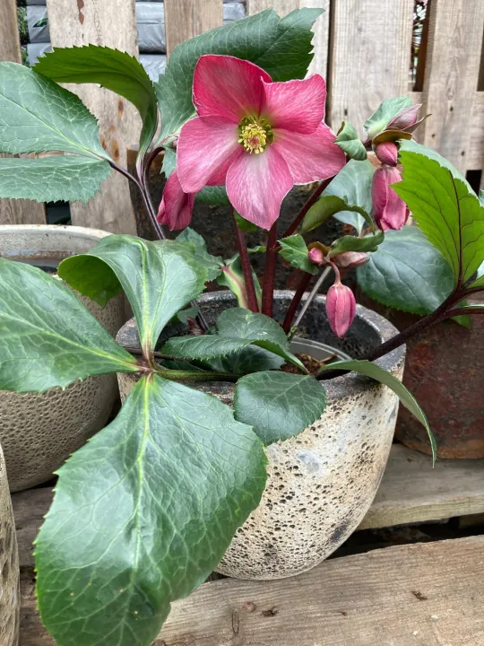 Helleborus 'Springrise Blush'