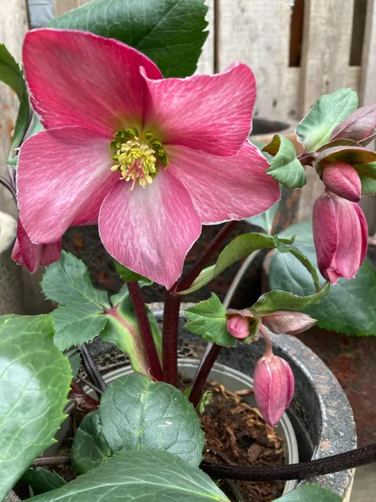 Helleborus 'Springrise Blush'