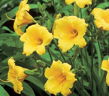 Hemerocallis 'Stella De Oro'