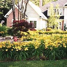 Hemerocallis 'Stella De Oro'