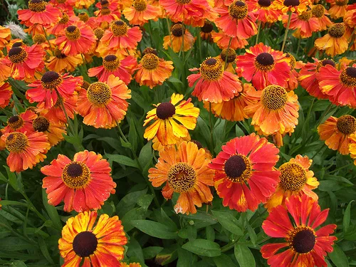 Helenium 'Sahin's Early Flowerer'
