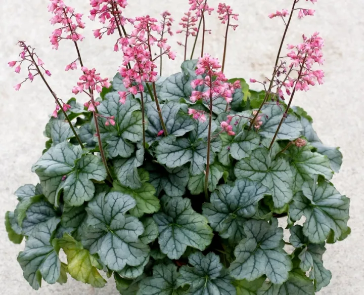 Heuchera 'Shimmer'