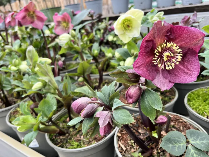 Helleborus 'Spring Jewel'