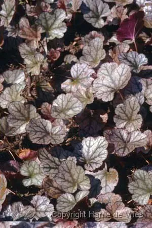Heuchera 'Silver Scrolls' ®