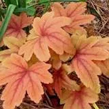 Heucherella (x) 'Sweet Tea' ®